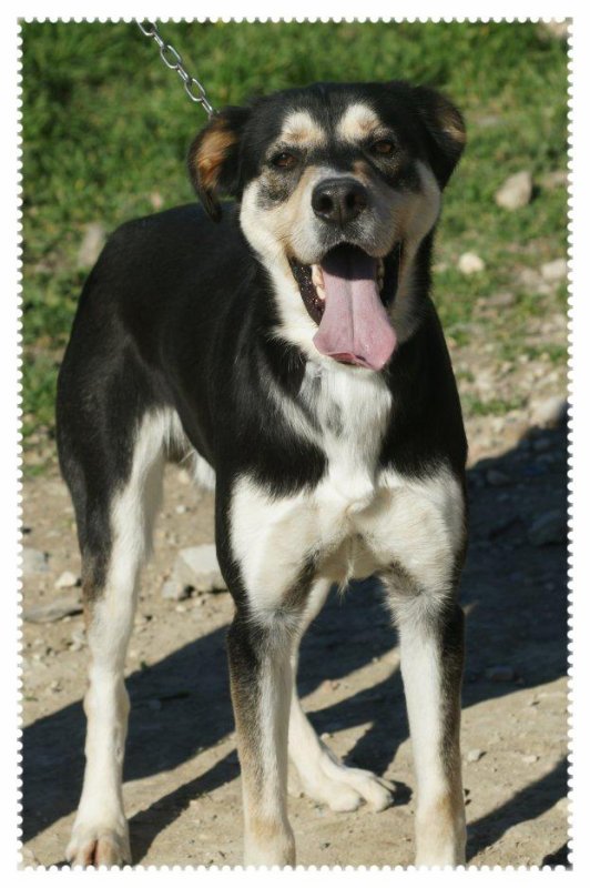 Touran x husky (m) 28/11/2010/noir et beige  ok chiens REFU13  ADOPTE 31420610