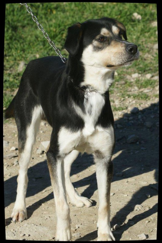 Touran x husky (m) 28/11/2010/noir et beige  ok chiens REFU13  ADOPTE 31420612