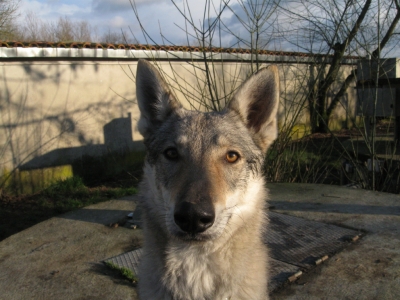 HAVA chien loup tchécoslovaque (f) grise 18/10/2011/REF:82 ADOPTEE 4a28cd10