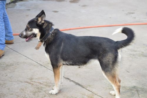 GINGER x husky (f)  07/2011 gentille obéissante ok congénères REF:85 ADOPTEE 500_5a10