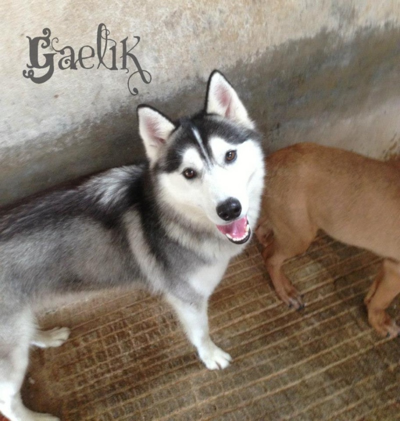 GAELIK  husky (m)  1 an  Sportif, plein d'énergie, amical,   REF:72B ADOPTE 52681611