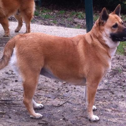 TRONCA 5 ANS x CHOWCHOW (f)  FAMI92  ADOPTEE 55797510
