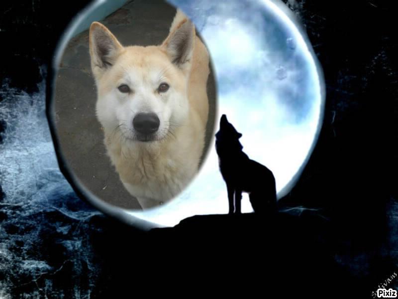 Friskies Akita x Husky 11 ans Pas Sociable REFU27 72526_10
