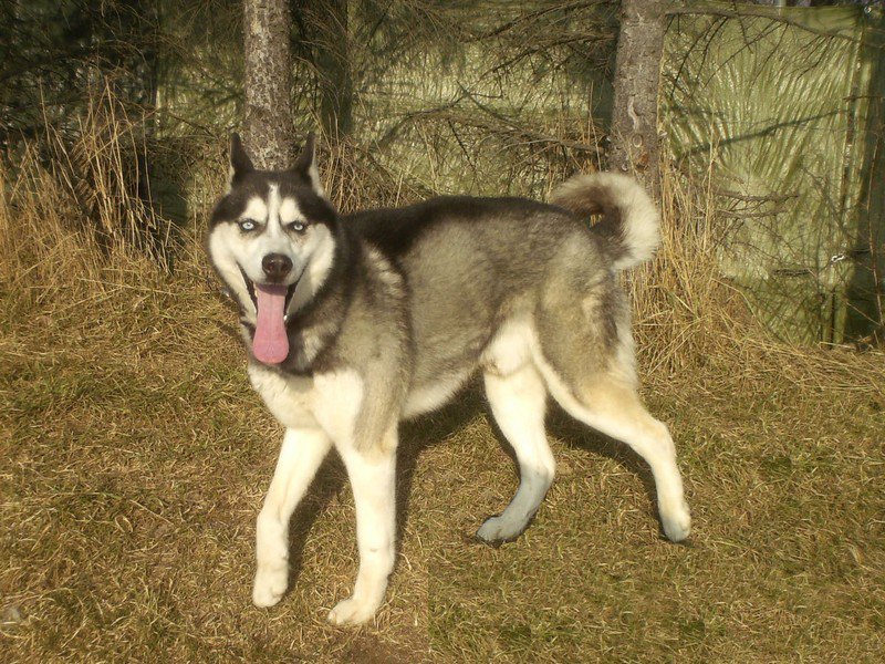 DIABLO husky (m) 2008/ REF:SUISSE   ADOPTE A8acf510