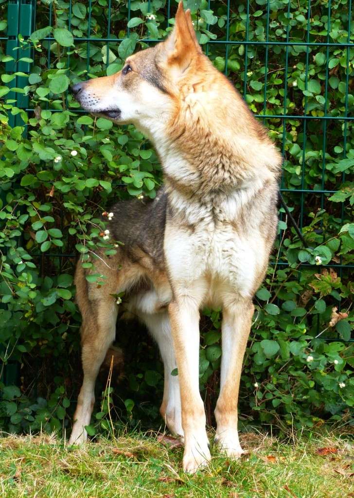 CARPATHE chien loup tchècoslovaque (m) 01/11/2007/REF:60  ADOPTE - Page 2 Carpat10