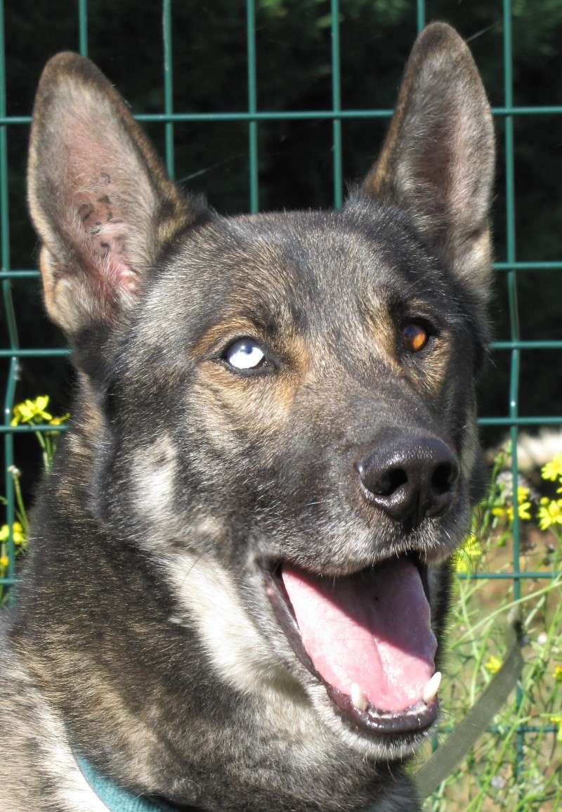 CHELO, husky x berger malinois (m) 2006, sympa affectueux sociable REFU82 Chelo210