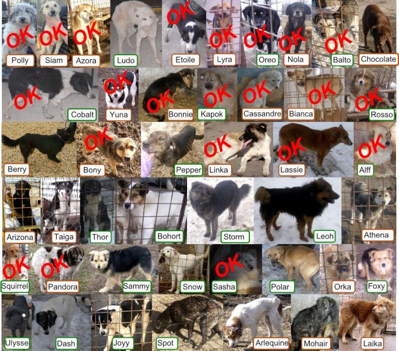 96 chiens menacés d'euthanasie en fourriere mouroir. Association Mukitza SOS   Chiens10