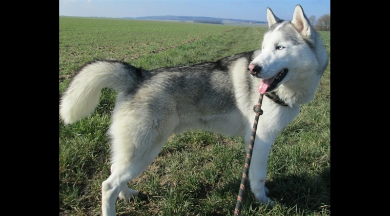 DOLGAN  husky (m) 2011/très sociable  REFU28 ADOPTE Dolgan10