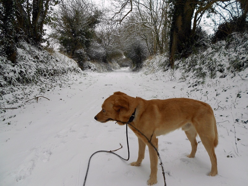 Labrador croisé husky (FLOKI)   (m) 3 ans PAR:50 ADOPTE - Page 2 Dscn1412