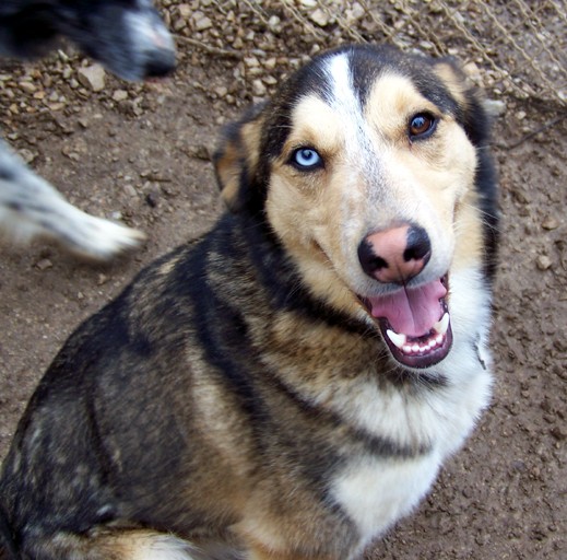 Loup x husky (m) 2011/ REF:78  ADOPTE Loup10