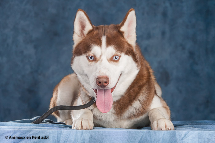 NIKY husky (m) 2012/  BELGIQUE :1420 ADOPTE Niky11