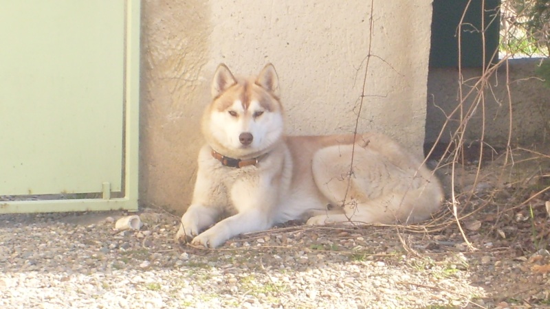 GAVROCHE husky male 1,5 ans  un beau rouquin REF (11)ADOPTE S6303910