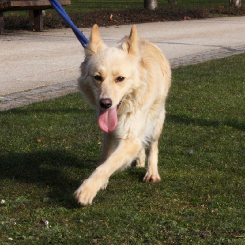 VANILLE x berger husky (f)15/04/2007/sable très affectueuse REF:92 ADOPTEE Vanill13