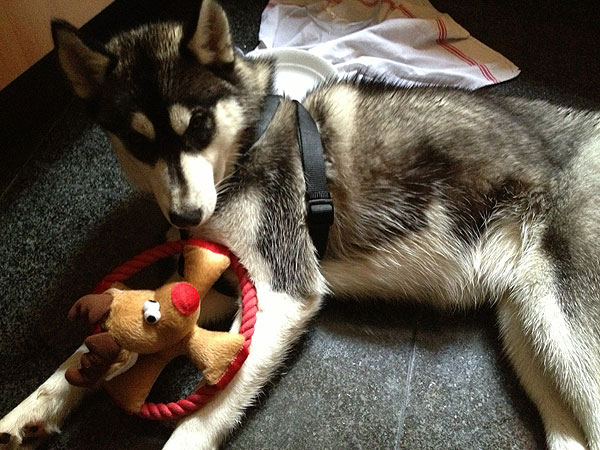 HADES  superbe husky LOF né le 6 mai 2012/(m) REF:78 ADOPTE Z_hade11