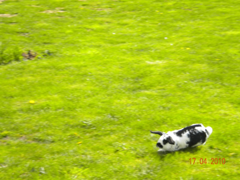 Les lapins sportifs!! Dscn1414