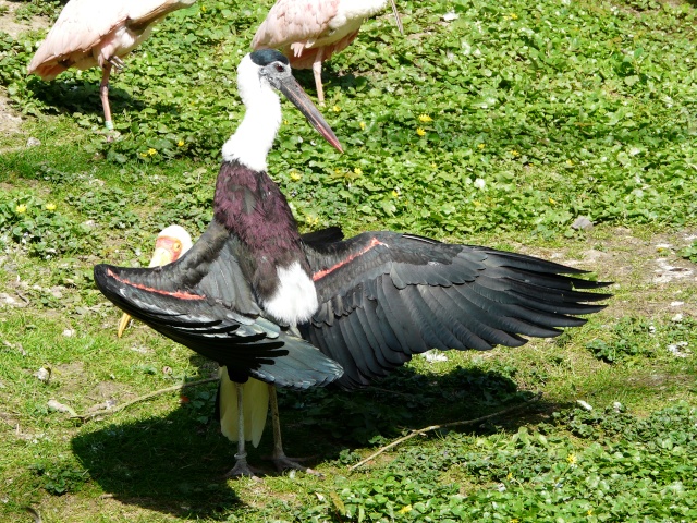 Petite visite a Pairi Daiza  (paradisio) P1020622