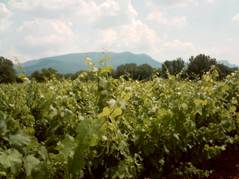 Petit tour des vignes et colère Pict0021