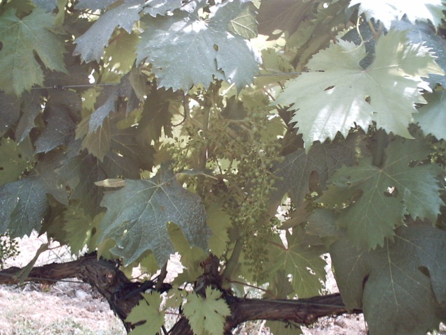 Petit tour des vignes et colère Pict0025