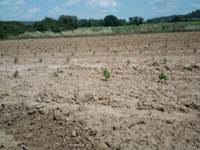 Petit tour des vignes et colère Pict0028