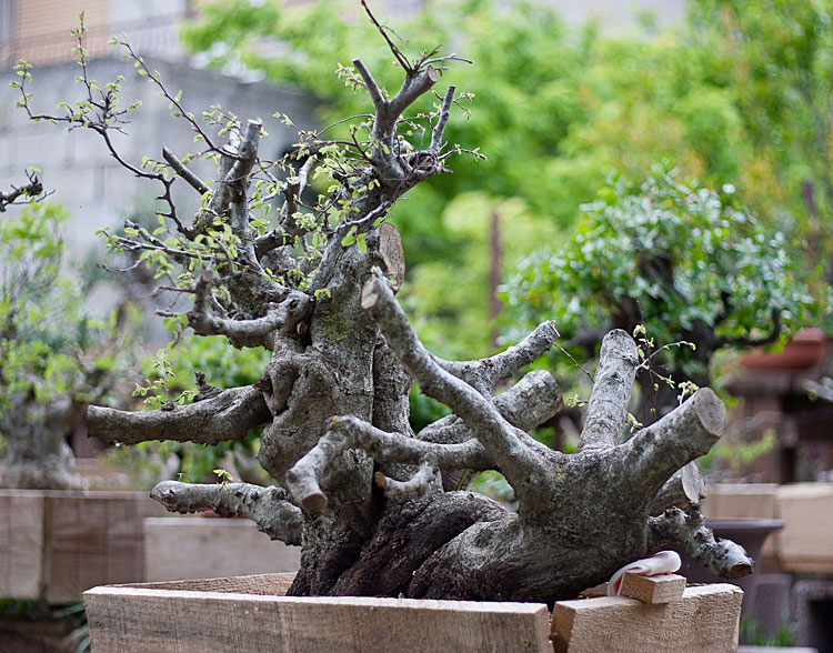 Gnarled Oriental Hornbeam 5_200910