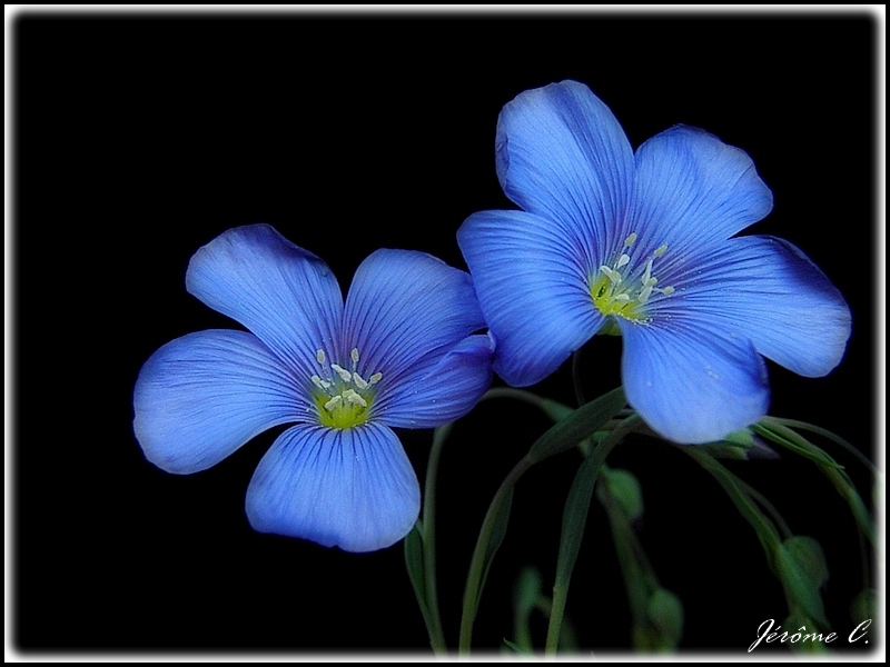 Fleur bleue Fleur_10