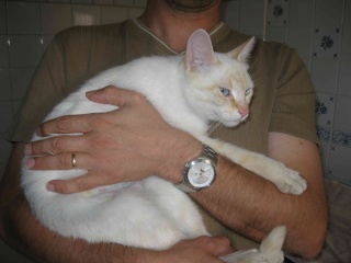 YASMINE , RED POINT, UN AN A ADOPTER DANS LES ARDENNES (08) Photo_12