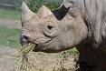 Bonjour à tous Rhino10