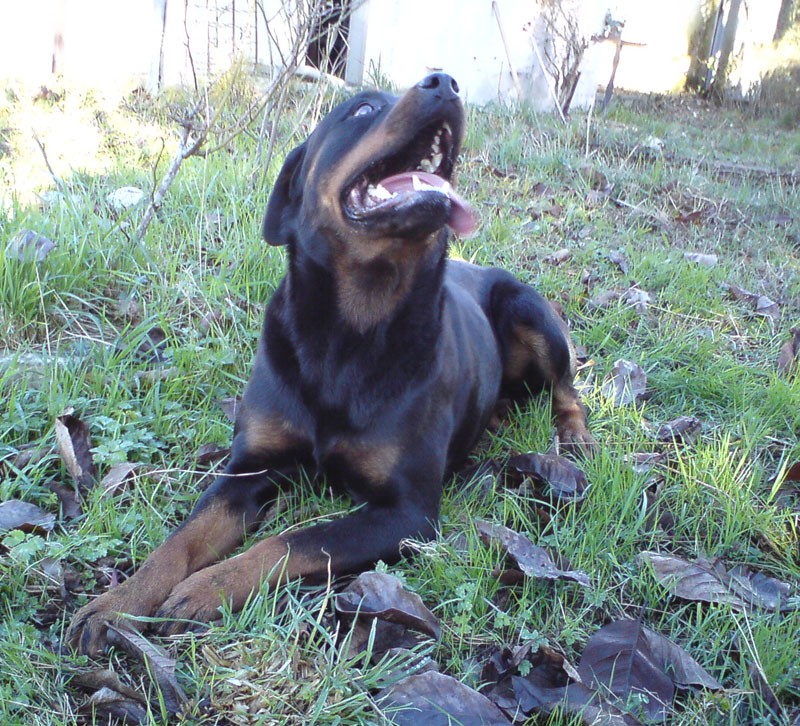 Baron, rott 4 ans, LOF (64) - cherche FA Baron110