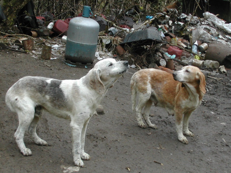 SOS - 90 chiens  sauver  PEYRAT LE CHATEAU (87) Peyrat20