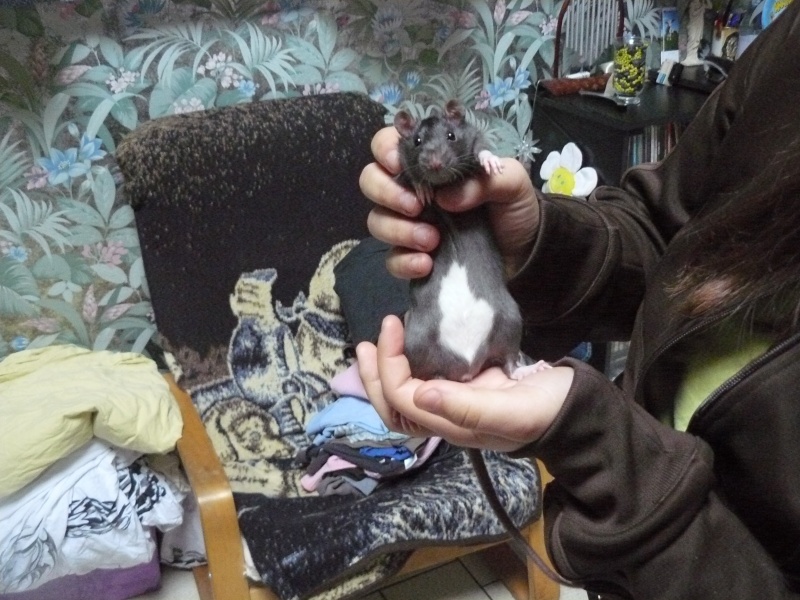adorable petit raton P1070111