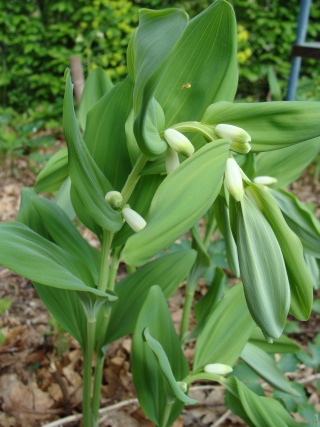 Les fleurs d'avril Dsc03510