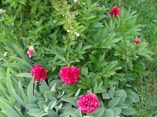 les fleurs de mai Dsc05414