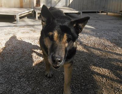 SOS  - TYRUS - x berger 12  ans  (depuis chiot au refuge)-  Masaq à Figeac (46) 56348610