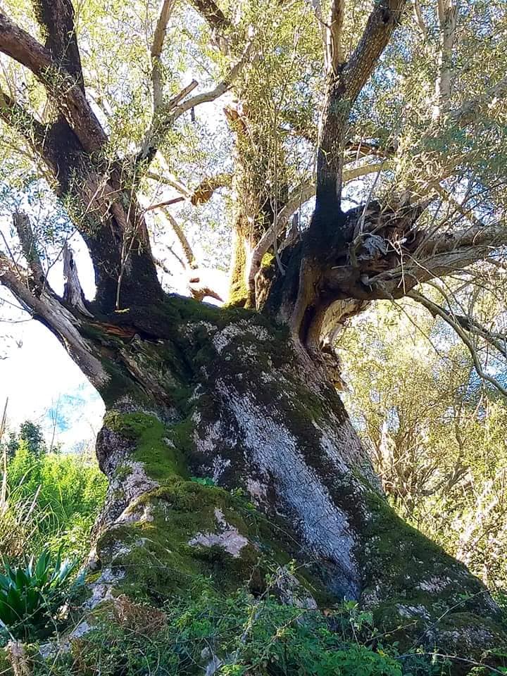 Randonnée pédestre Akkache, Cascade Mahrouja- cimetière des Martyrs- le canyon BOUHALOUMEN-Tizi warle samedi 22 février 2020 12138