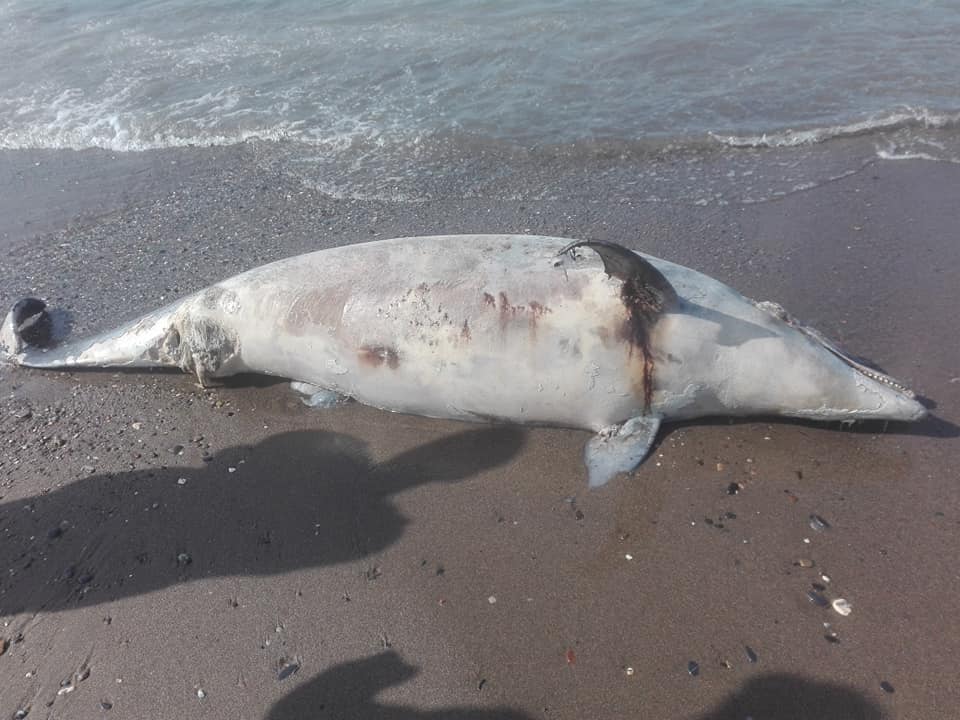 Aokas , lundi 13 Avril 2020: Un dauphin échoue sur l'une des plages d'Aokas 12400