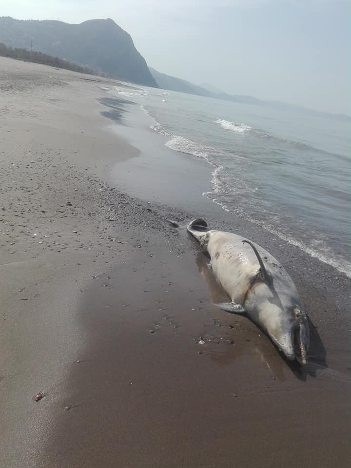 Aokas , lundi 13 Avril 2020: Un dauphin échoue sur l'une des plages d'Aokas 12401