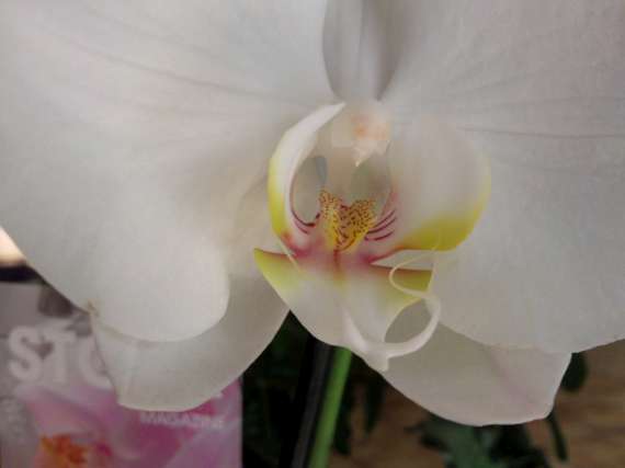 floraisons des orchidées - Page 28 Photo016