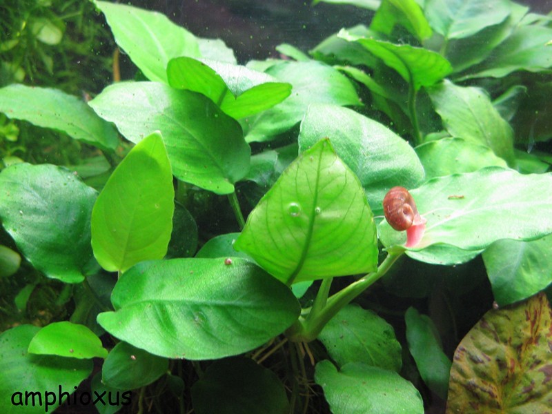 Index illustré de nos plantes d'aquarium Anubia10