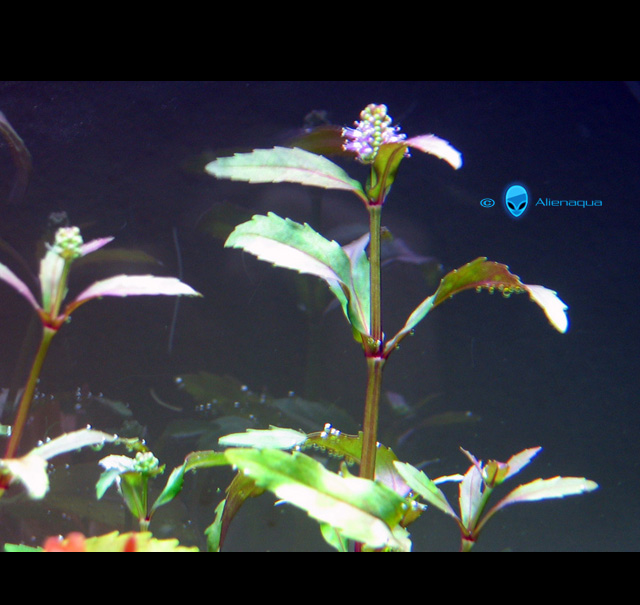 Index illustré de nos plantes d'aquarium - Page 2 E-yata10