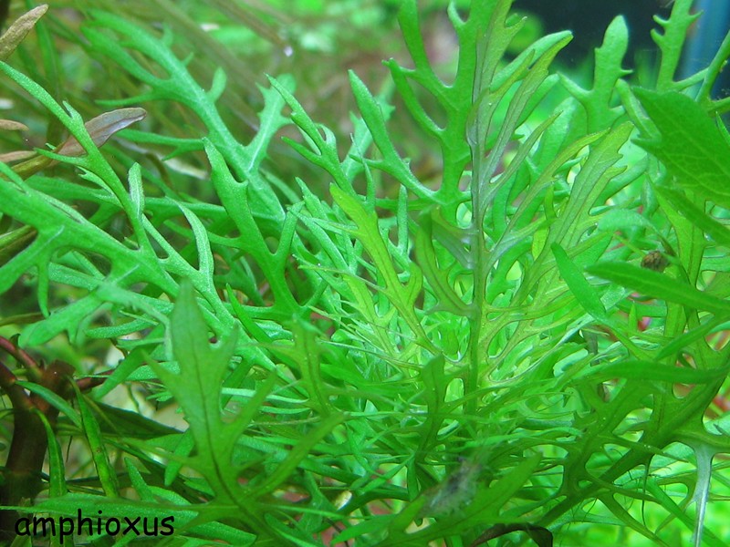 Index illustré de nos plantes d'aquarium Hygrop11