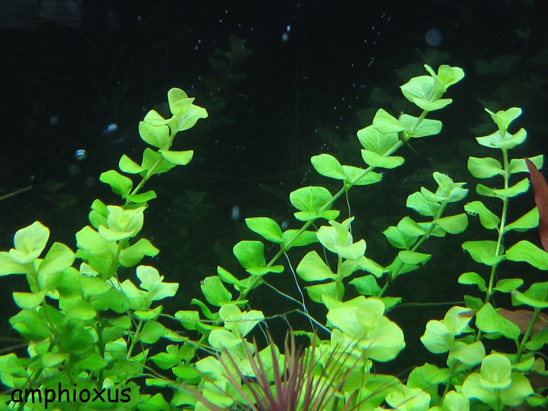 Index illustré de nos plantes d'aquarium Lysima10