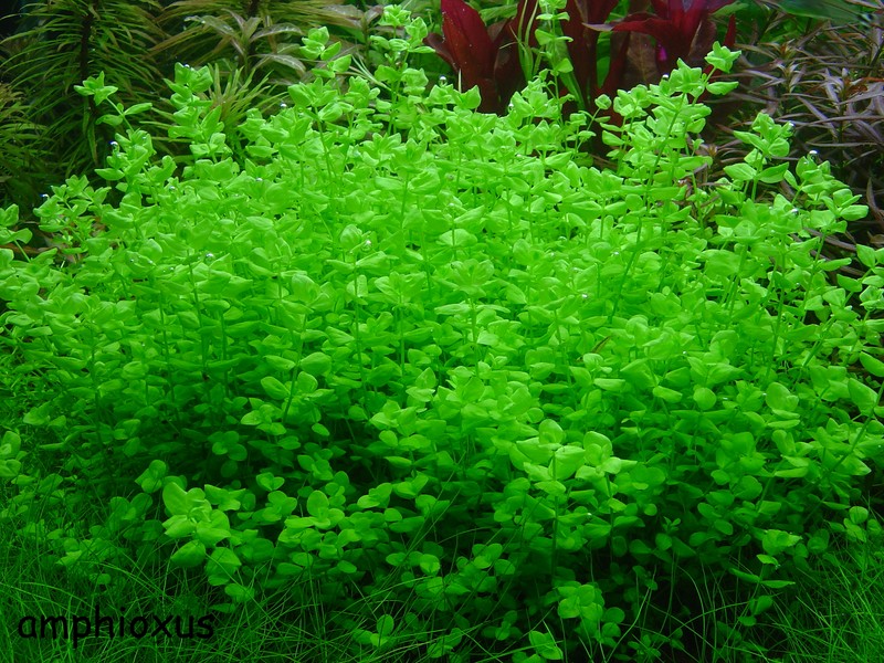 Index illustré de nos plantes d'aquarium Micran10
