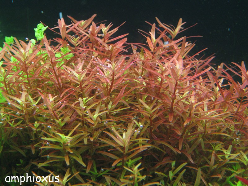 Index illustré de nos plantes d'aquarium Rotala10