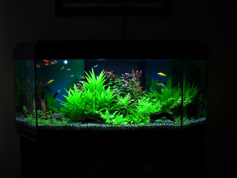 MES AQUARIUMS 240 L Communautaire et 30 L Aquascape + photos - Page 2 01210