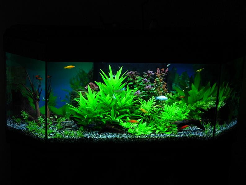 MES AQUARIUMS 240 L Communautaire et 30 L Aquascape + photos - Page 2 01310