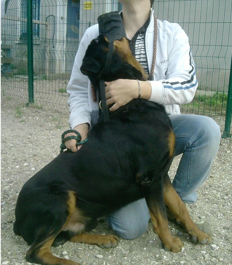 SHPA (le havre) Atos Rottweiller  4 ans 16192211