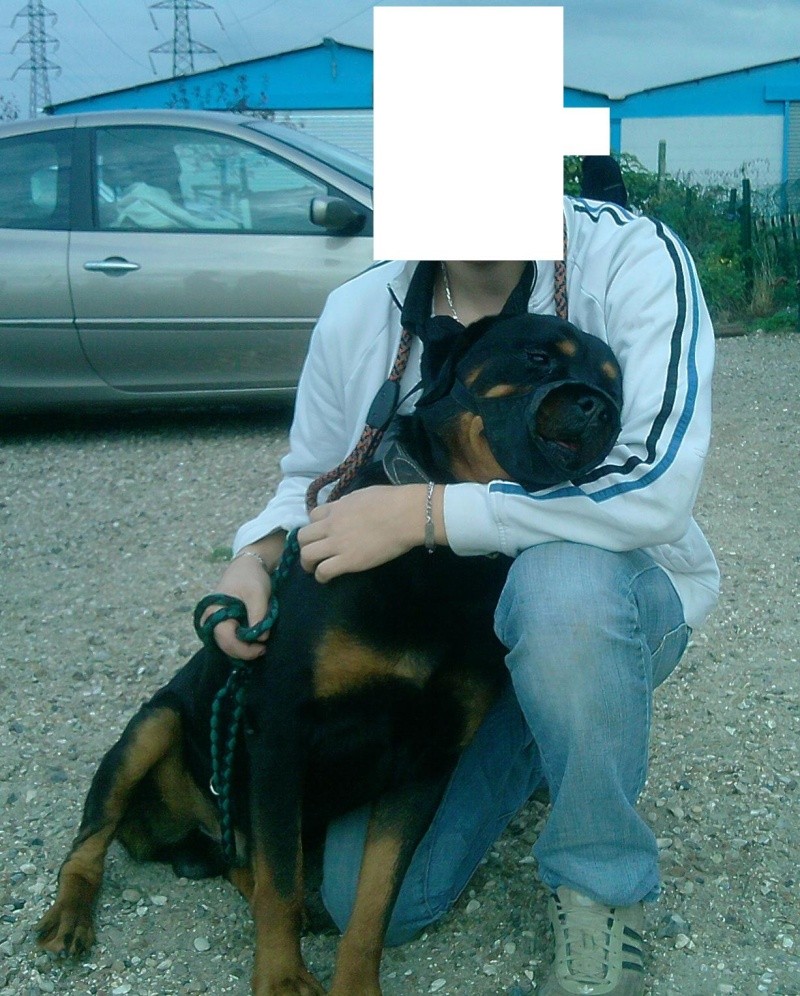 SHPA (le havre) Atos Rottweiller  4 ans 94490310