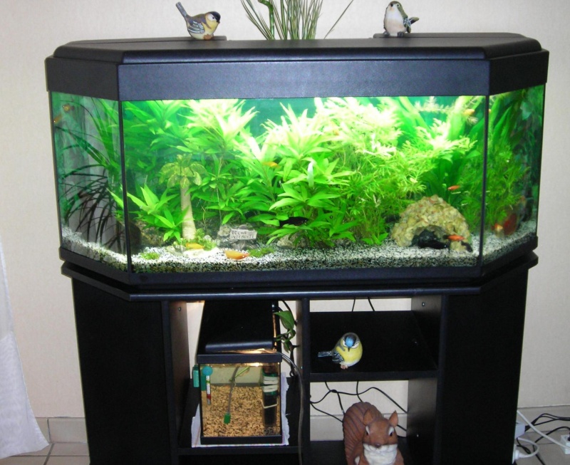 Aide choix plante facile pour aquarium 240L Photo_15