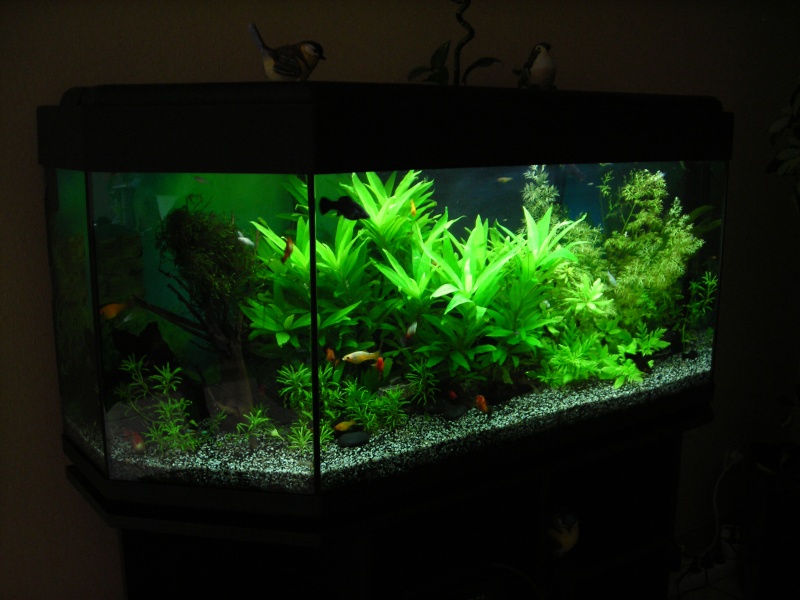 MES AQUARIUMS 240 L Communautaire et 30 L Aquascape + photos - Page 2 Photo_82