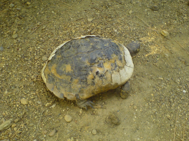 Carapace abîmé.... Dsc00110